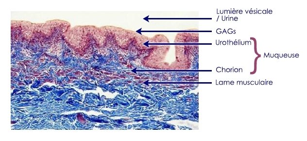Anatomie des voies urinaires basses et GAGs