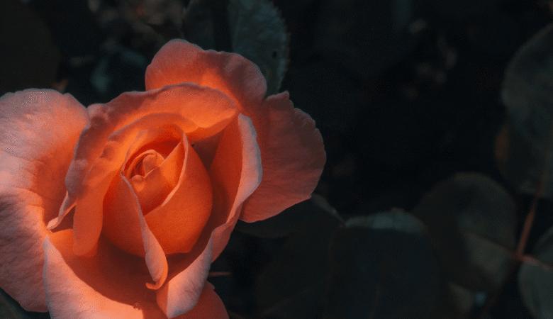 Études et lectures sur la vulvodynie