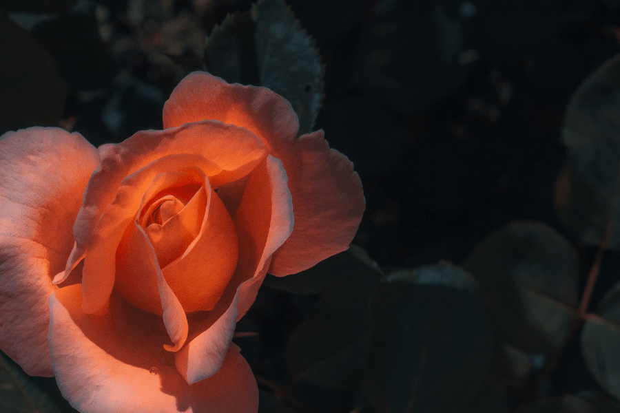 Études et lectures sur la vulvodynie
