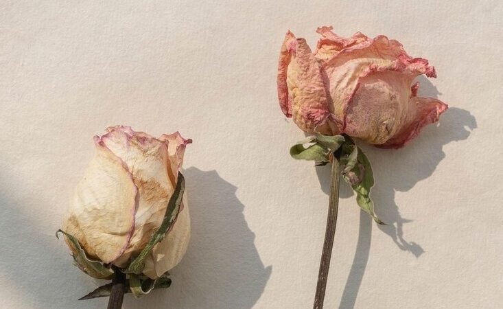 SOS : Flore de Döderlein absente