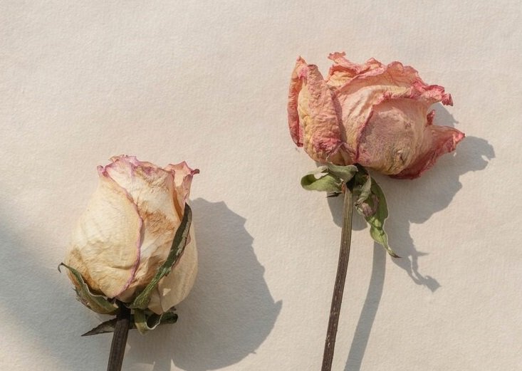 SOS : flore de Döderlein absente